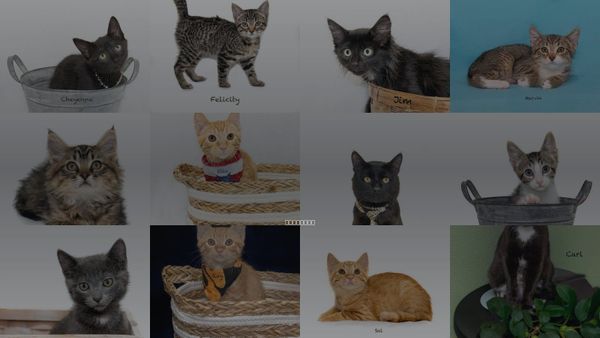Cats for Adoption in Hot Springs Village, Arkansas