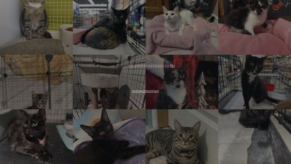 Cats for Adoption in Intercession City, Florida
