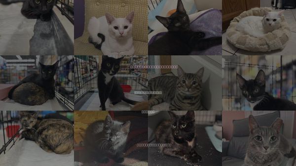 Cats for Adoption in Intercession City, Florida