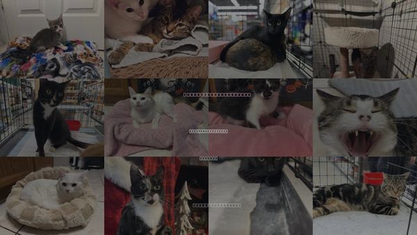 Cats for Adoption in Intercession City, Florida