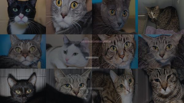 Cats for Adoption in Jamaica Plain, Massachusetts