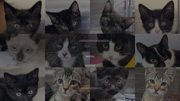 Cats for Adoption in Jefferson, Wisconsin