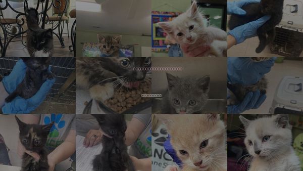 Cats for Adoption in Johnson City, Tennessee