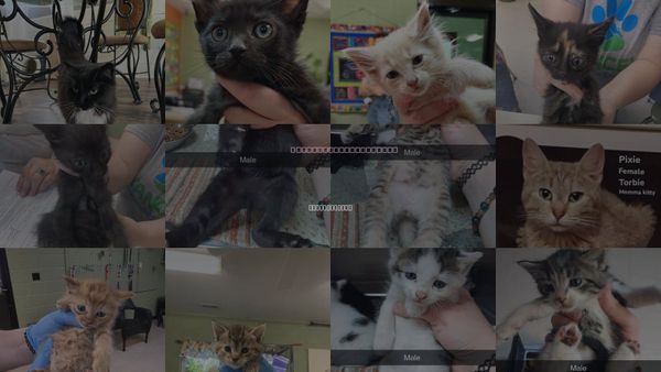 Cats for Adoption in Johnson City, Tennessee