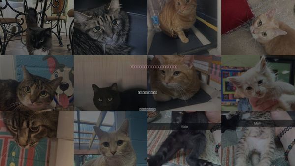 Cats for Adoption in Johnson City, Tennessee