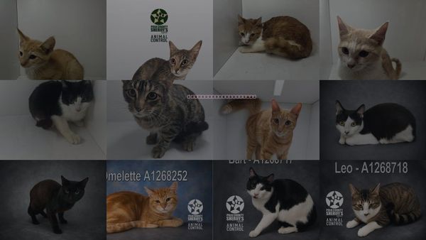 Cats for Adoption in Jpv, Florida