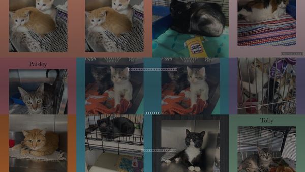 Cats for Adoption in Kewanee, Illinois