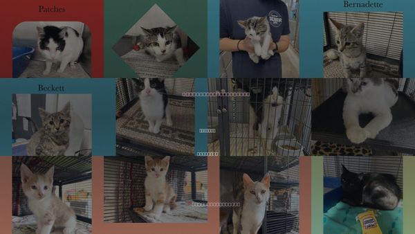 Cats for Adoption in Kewanee, Illinois