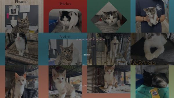 Cats for Adoption in Kewanee, Illinois