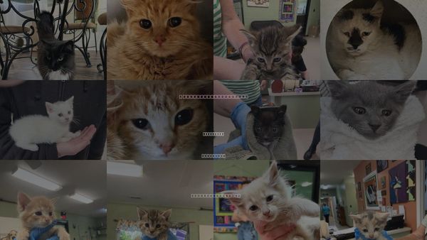 Cats for Adoption in Kingsport, Tennessee