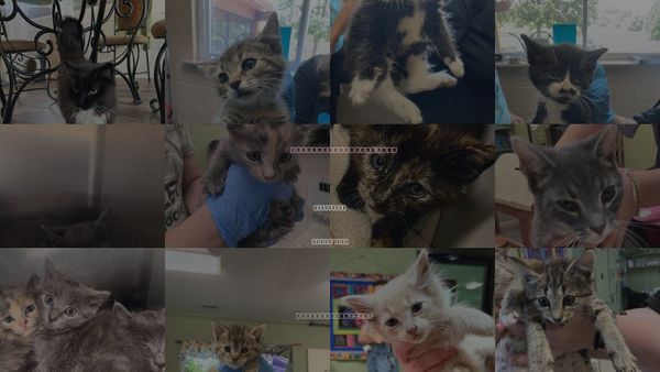 Cats for Adoption in Kingsport, Tennessee