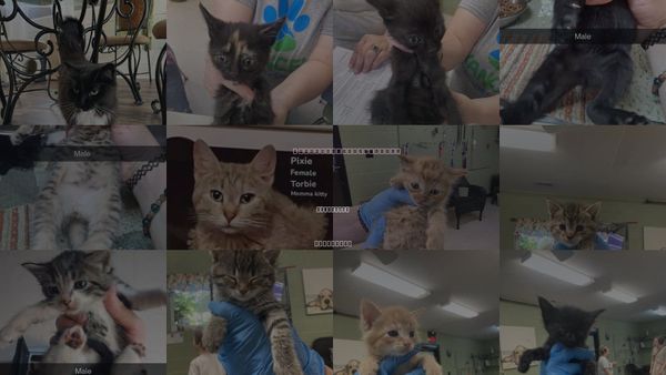 Cats for Adoption in Kingsport, Tennessee