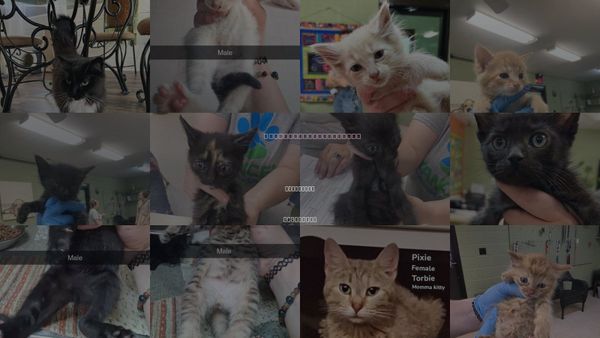 Cats for Adoption in Kingsport, Tennessee
