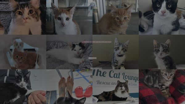 Cats for Adoption in La Jolla, California