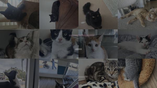 Cats for Adoption in La Jolla, California