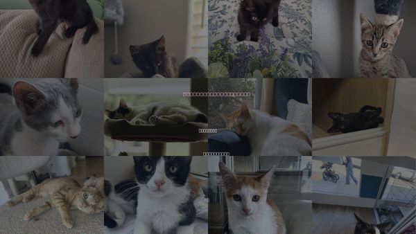 Cats for Adoption in La Jolla, California