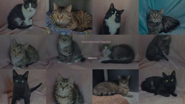 Cats for Adoption in Lake City, Michigan