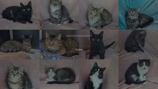Cats for Adoption in Lake City, Michigan