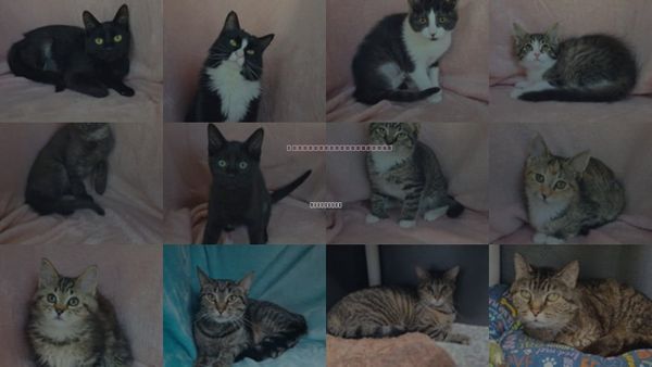 Cats for Adoption in Lake City, Michigan