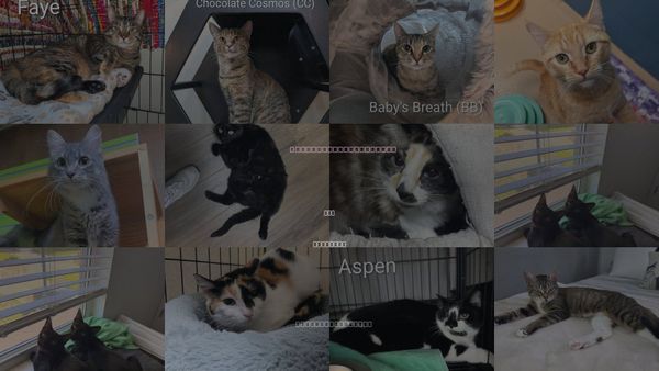 Cats for Adoption in Lsl, Missouri