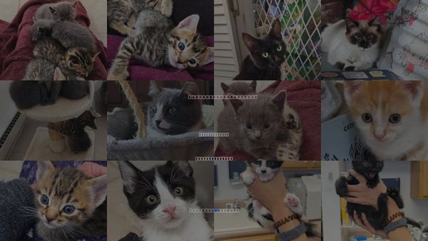 Cats for Adoption in Maggie Valley, North Carolina