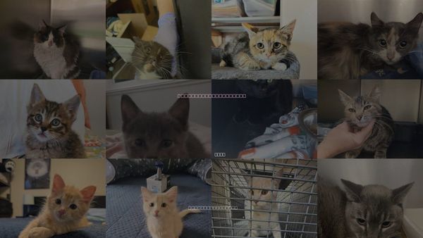 Cats for Adoption in Magna, Utah