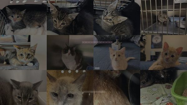 Cats for Adoption in Magna, Utah
