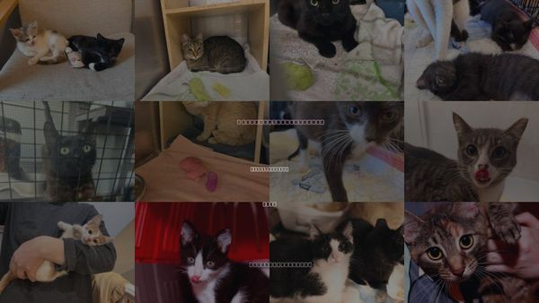 Cats for Adoption in Maple Heights, Ohio