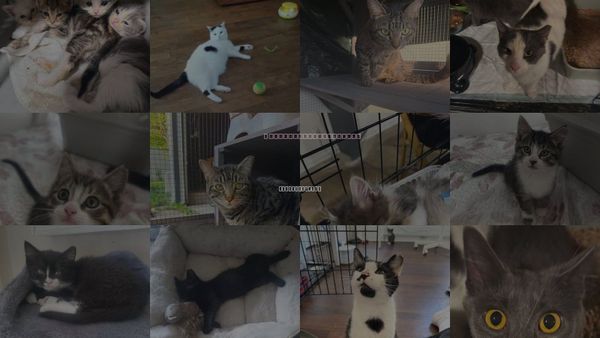 Cats for Adoption in Maple Heights, Ohio