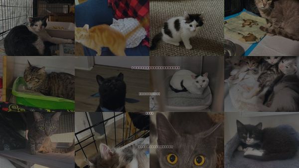 Cats for Adoption in Maple Heights, Ohio