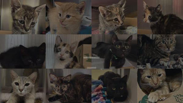 Cats for Adoption in Maryland Heights, Missouri