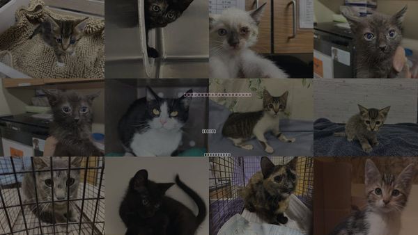 Cats for Adoption in Merced, California