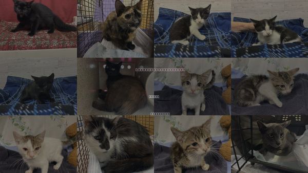 Cats for Adoption in Merced, California