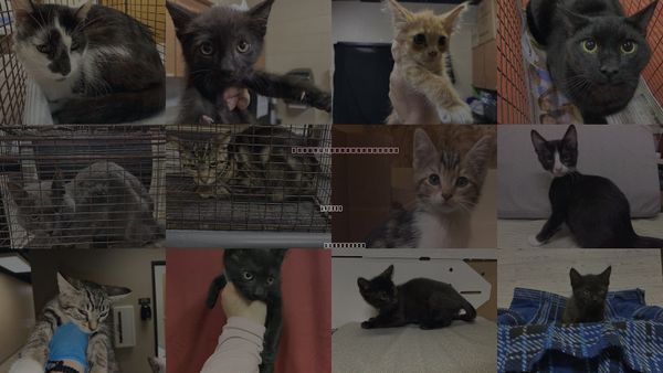 Cats for Adoption in Merced, California