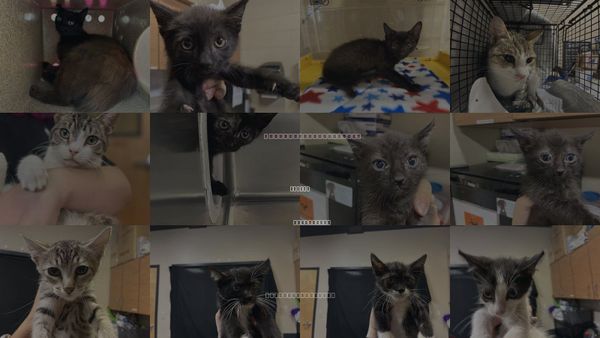 Cats for Adoption in Merced, California