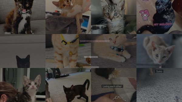 Cats for Adoption in Mount Pleasant, South Carolina