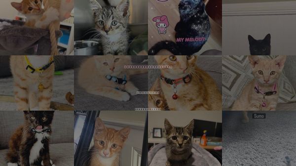 Cats for Adoption in Mount Pleasant, South Carolina