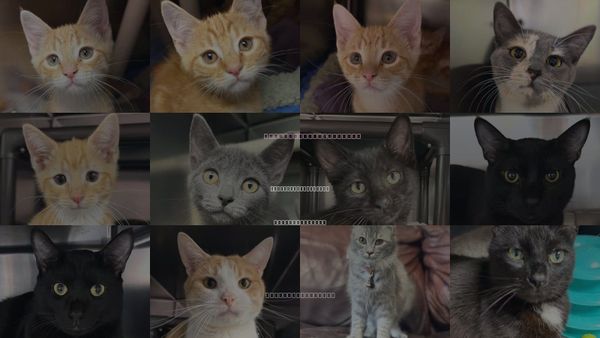 Cats for Adoption in North Myrtle Beach, South Carolina