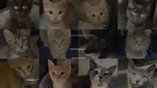 Cats for Adoption in North Myrtle Beach, South Carolina