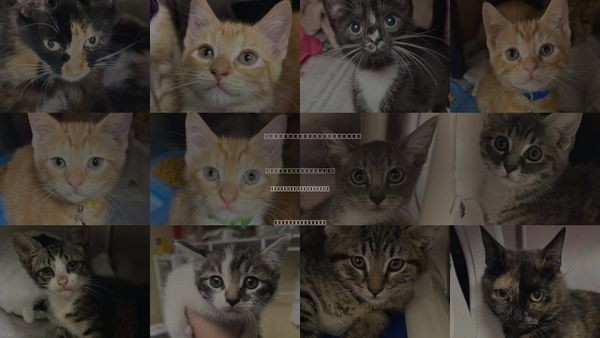 Cats for Adoption in North Myrtle Beach, South Carolina