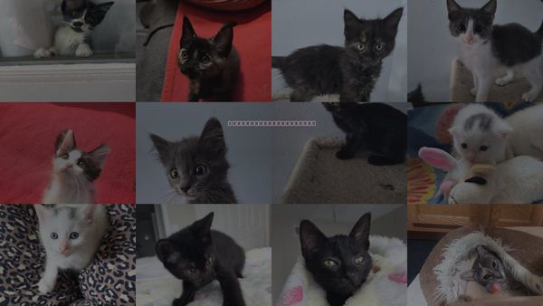 Cats for Adoption in Orlando , Florida