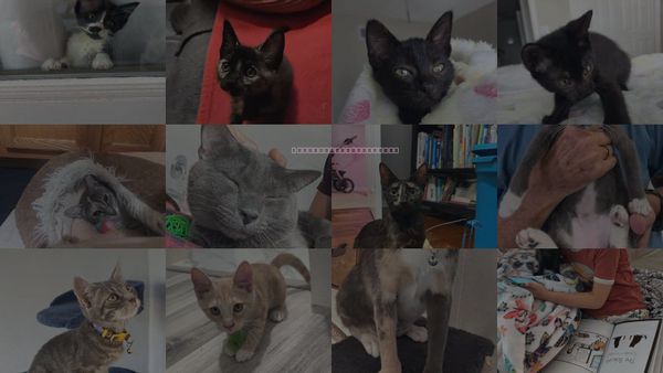 Cats for Adoption in Orlando , Florida
