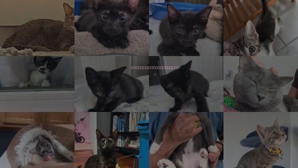 Cats for Adoption in Orlando , Florida