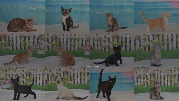 Cats for Adoption in Oroville, California