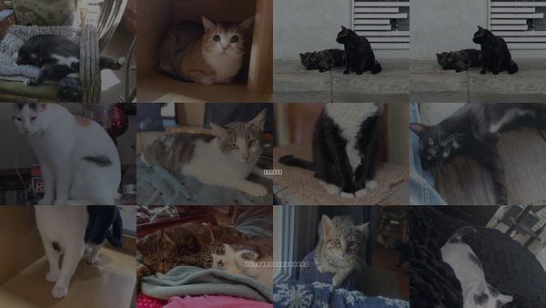 Cats for Adoption in Oxford, Mississippi