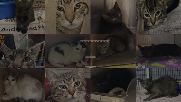 Cats for Adoption in Placerville, California