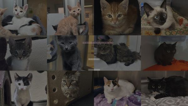 Cats for Adoption in Placerville, California