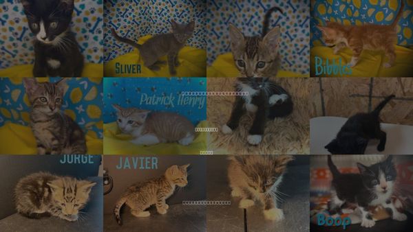 Cats for Adoption in Pleasanton, Texas