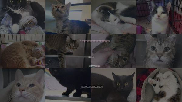 Cats for Adoption in Plover, Wisconsin