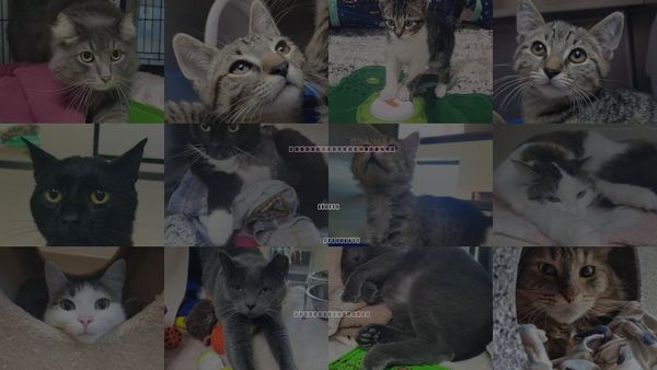 Cats for Adoption in Plover, Wisconsin